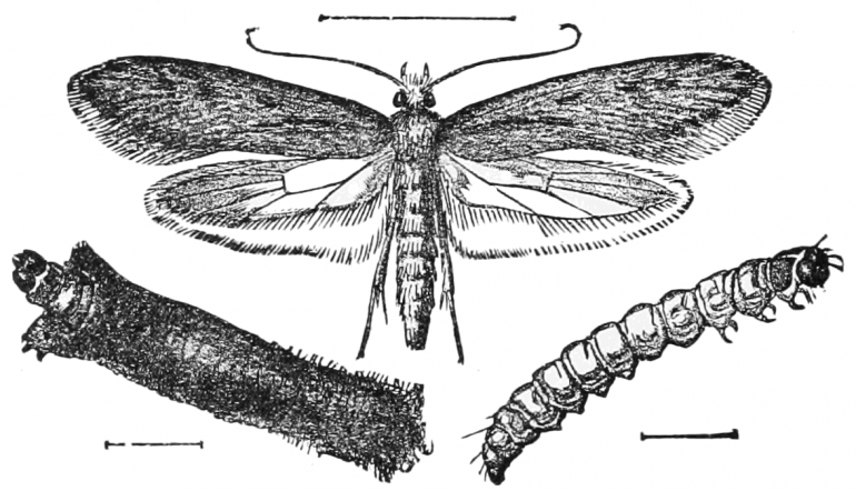 illustration of moth