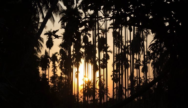 backlit photograph of sunset behind cluster of dark palm trees and other dark foliage closing in on the sides