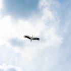 Image of a bird flying with a blue sky behind it.
