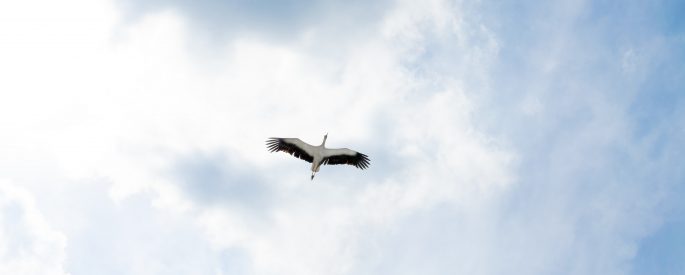 Image of a bird flying with a blue sky behind it.
