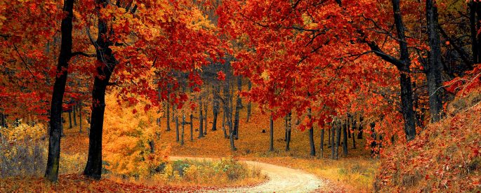 An image of a rural path in the fall, with red, orange, and yellow leaves scattered on the ground and in the trees.