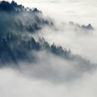 Photo of fog through the top of a forest.