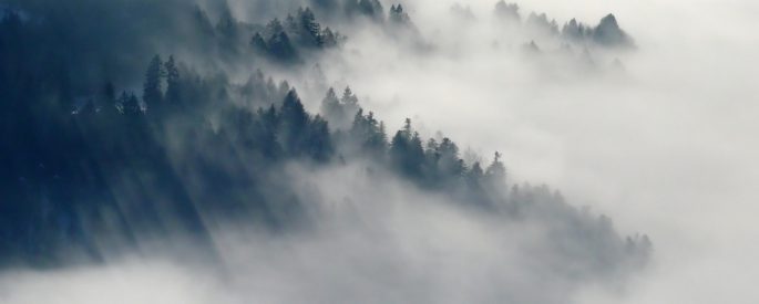 Photo of fog through the top of a forest.