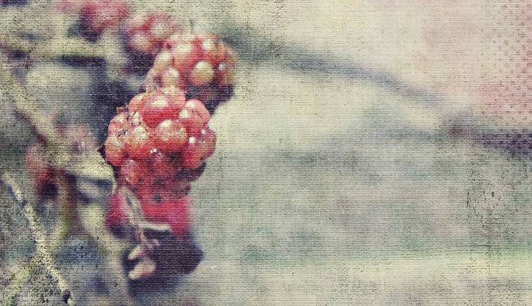 close up of berries 