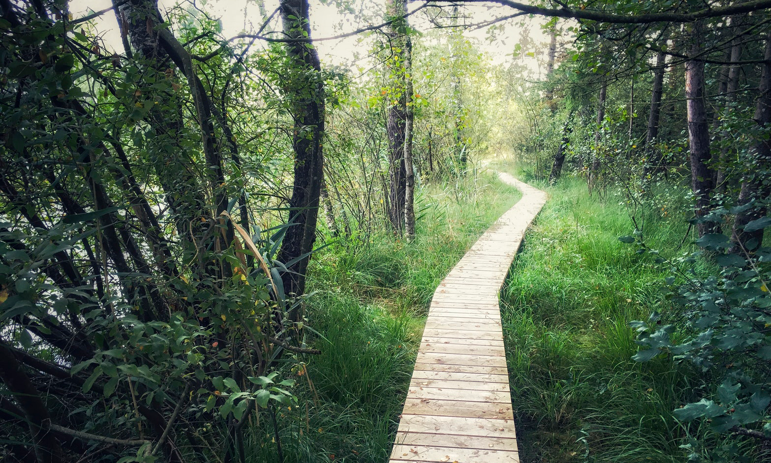 A wooden path winds through a green forest.