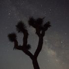 A photograph of a tree against the background of the Milky Way