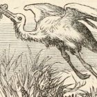 Line drawing of a stork flying up from a pond with a baby in its beak
