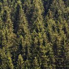 a photograph of coniferous trees tightly packed together