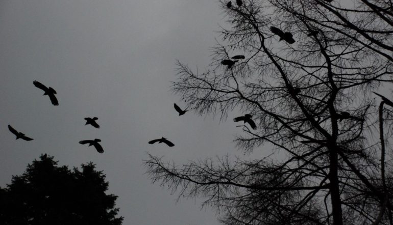 dark photo of black birds flying from a tree