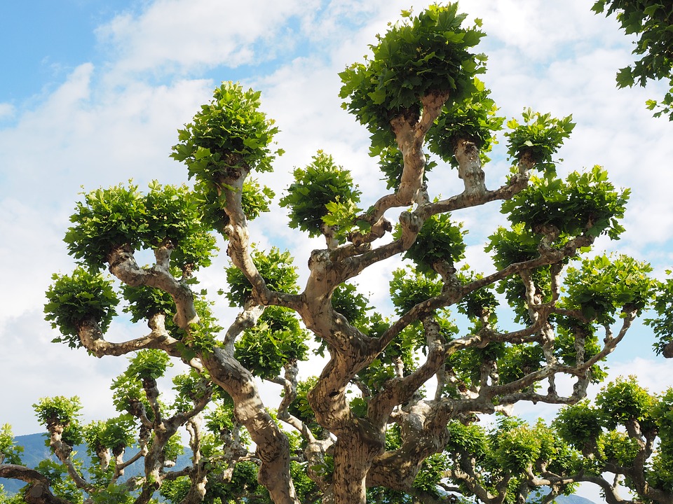 A photo of a bright, leafy sycamore tree.