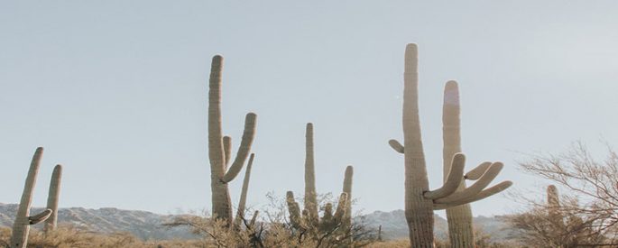 large saguaro cactuses against a desert backdrop