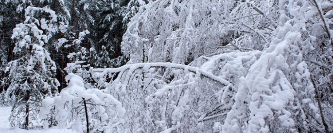 a scene in a snowy forest featuring trees laden and heavy with white snow and ice