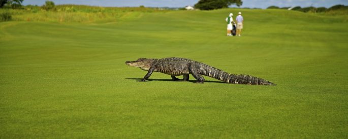 a photograph of an alligator on a golf course