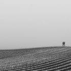 black and white photograph of frost-covered vineyard rows and small wooden tower on the right side, the sky appears to be foggy, or misty