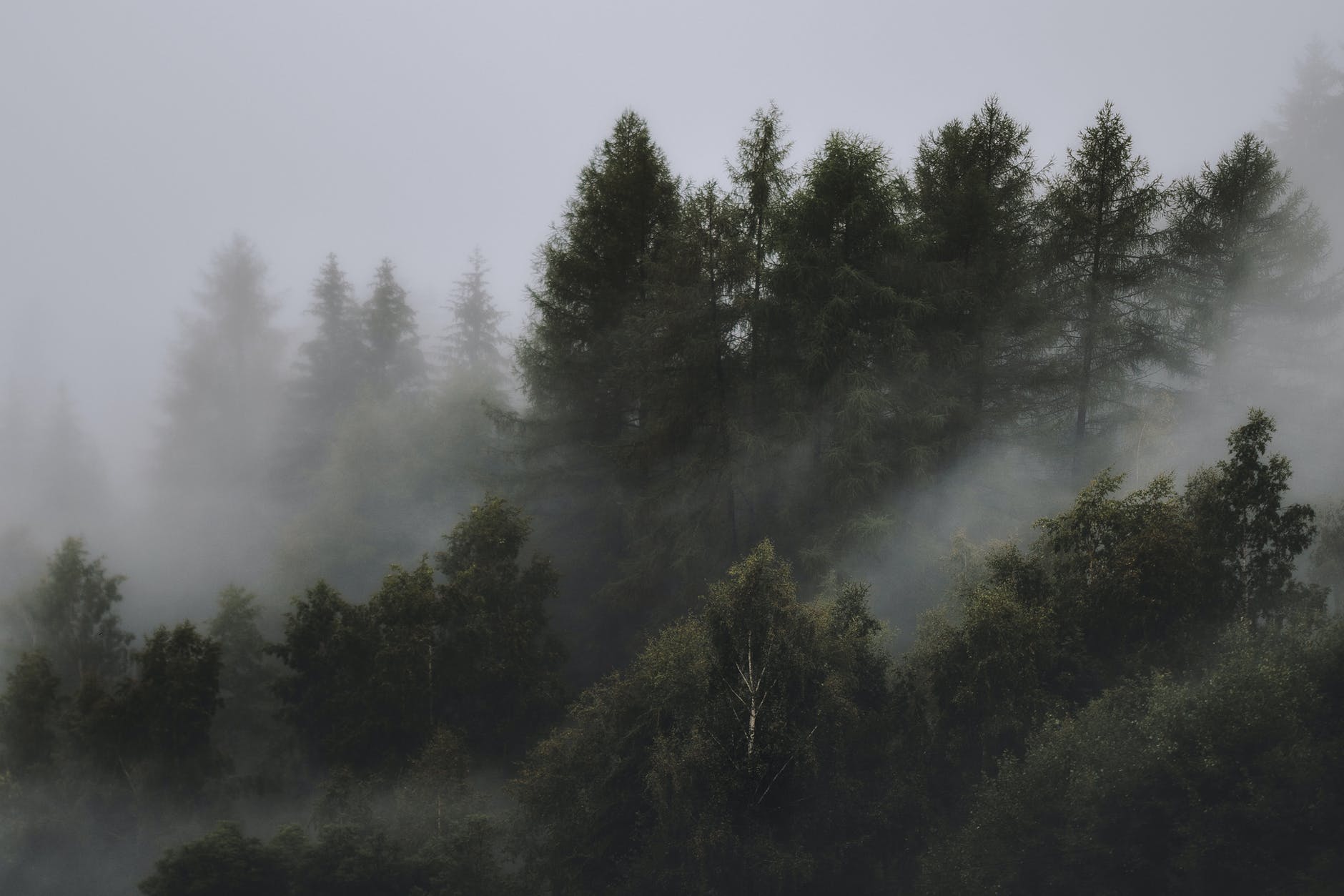 photo of wispy fog settled on the tops of tall, dark pine trees