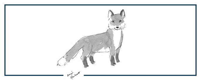 a black and white drawing of a fox by Annie Hartnett
